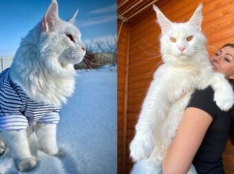 Ο απίστευτος γάτος στη Ρωσία που μοιάζει με σκύλο γίνεται viral – Funny-Περίεργα