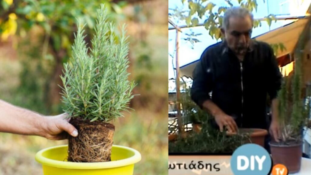 Δεντρολίβανο: Πως Μπορείτε Να Καλλιεργήσετε Το Θαυματουργό Βότανο Μόνοι Σας! (Vid)