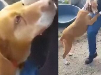 Ο Δημοσιογράφος Υιοθετεί Το Σκυλί Που Δεν Σταματούσε Να Τον Αγκαλιάζει Σε Ένα Καταφύγιο