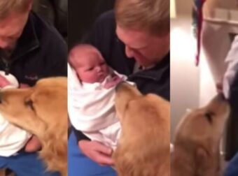 Σκύλος υποδέχεται το νεογέννητο στο σπίτι – Η αντίδρασή του θα σε «γονατίσει»