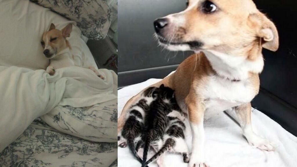 Σκυλίτσα Μάνα Θηλάζει Γατάκια Που Το Έχουν Ανάγκη – Φωτογραφίες