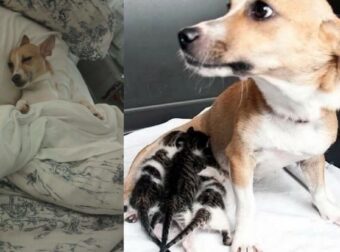 Σκυλίτσα Μάνα Θηλάζει Γατάκια Που Το Έχουν Ανάγκη – Φωτογραφίες