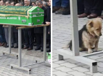 Συντετpιμμένος Σκύλος επισκέπτεται Καθημερινά τον Τάφο του Καλύτερού του Φίλου που Πέθανε Πρόσφατα