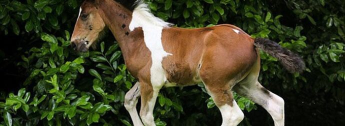 Άλογο γεννήθηκε με σχήμα αλόγου στην πλάτη του και ό,τι πιο ξεχωριστό