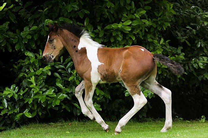 Άλογο γεννήθηκε με σχήμα αλόγου στην πλάτη του και ό,τι πιο ξεχωριστό
