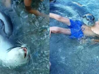 Μαγικές εικόνες: Φώκια μονάχους μονάχους κολυμπάει μαζί με οικογένεια στη Σκόπελο και είναι ότι πιο γλυκό θα δειτε σήμερα