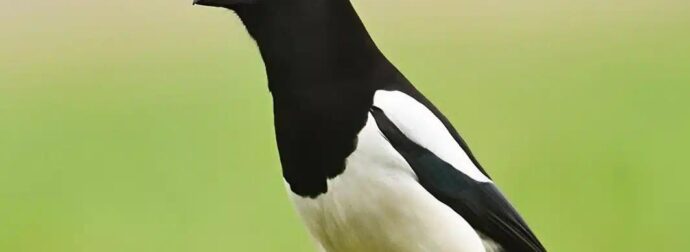 Καρακάξα στο σπίτι σας: Να τι σημαίνει – Η σημασία της επίσκεψης