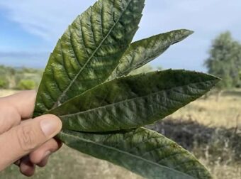 Αυτό βοηθάει στην παράγωγη ινσουλίνης, καθαρίζει τα νεφρά, απομακρύνει το ουρικό οξύ και ρυθμίζει την πίεση