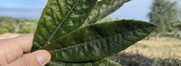 Αυτό βοηθάει στην παράγωγη ινσουλίνης, καθαρίζει τα νεφρά, απομακρύνει το ουρικό οξύ και ρυθμίζει την πίεση