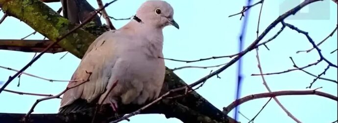 Δεκαοχτούρα κοντά στο σπίτι: Η πνευματική σημασία και οι λόγοι που πλησιάζει