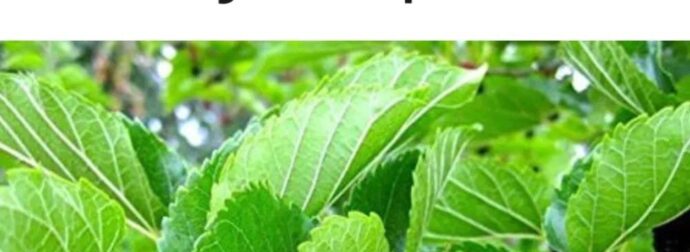 Αυτό το φυτό βρίσκεται παντού, αλλά δεν είχατε ιδέα ότι μπορεί να θεραπεύσει όγκους, διαβήτη και υψηλή αρτηριακή πίεση