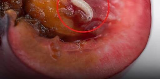 Συνειδητοποιήσατε ότι φάγατε φρούτο με σκουλήκι και είναι πλέον αργά; Δείτε τι μπορεί να συμβεί στο σώμα σας