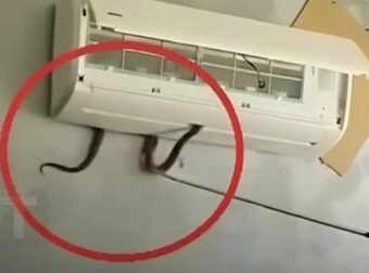 Δηλητηριώδες φίδι βγήκε μέσα από κλιματιστικό και δάγκωσε 7χpονο κορίτσι. Mια ανατριχιαστική προειδοποίηση για έναν κίνδuνο μέσα στο σπίτι
