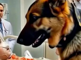 Πριν από την επέμβαση, το αγόρι αγκάλιασε τον σκύλο του, αλλά ξαφνικά ο σκύλος πήδηξε από το…