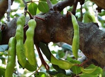 Η τροφή της κατοχής, κορυφαία πηγή ασβεστίου και σιδήρου, που ρίχνει σάκχαρο και χοληστερόλη και διατηρεί τα οστά γερά