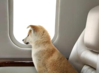 Οι σκύλοι θα έχουν το δικό τους κάθισμα στο αεροπλάνο