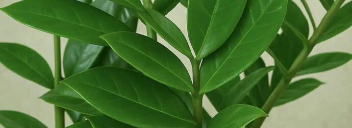 Αuτά είναι τα 5 φυτά που ρiχνουν την υγρασία στο σπίτι κατακόρuφα