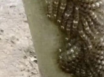 Τι πήγε σχεδόν να αγγίξει η κόρη μου και θα μπορούσε να της κοστίσει τη ζωή: Μην αγνοείτε ποτέ αυτό το σημάδι στη φύση.