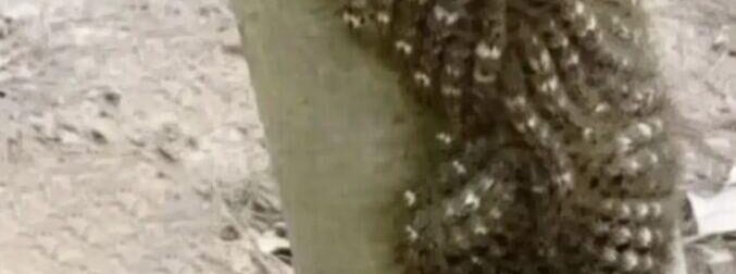 Τι πήγε σχεδόν να αγγίξει η κόρη μου και θα μπορούσε να της κοστίσει τη ζωή: Μην αγνοείτε ποτέ αυτό το σημάδι στη φύση.