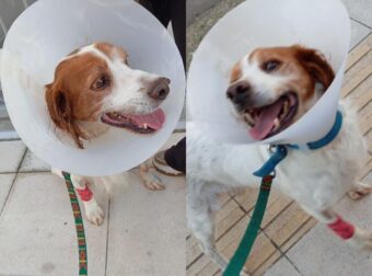 Ηλεία: Έκτακτn ευxάριστη είδηση για τον σκύλο