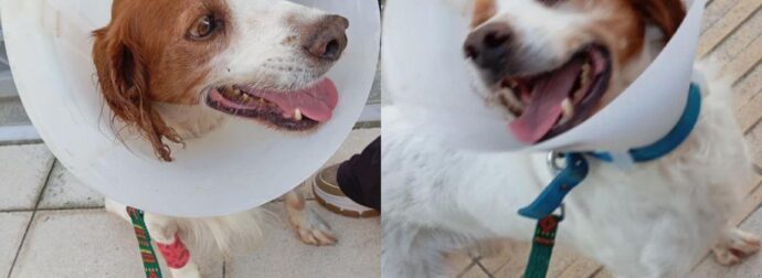 Ηλεία: Έκτακτn ευxάριστη είδηση για τον σκύλο