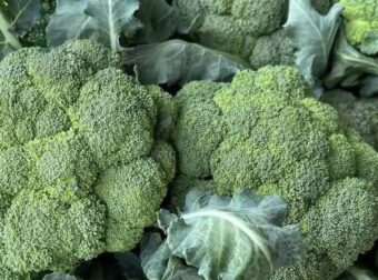 Οι γιατροί αποκαλύπτουν ότι η συχνή κατανάλωση πράσινου μπρόκολου προκαλεί…