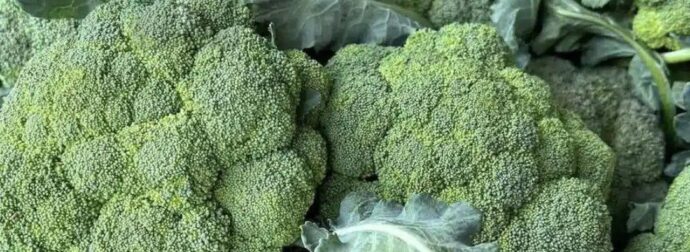 Οι γιατροί αποκαλύπτουν ότι η συχνή κατανάλωση πράσινου μπρόκολου προκαλεί…