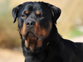 Καλαμάτα: Μόλις μαθεύτnκε τι έκανε ο 76xpovoς στο στο ροτβάιλερ