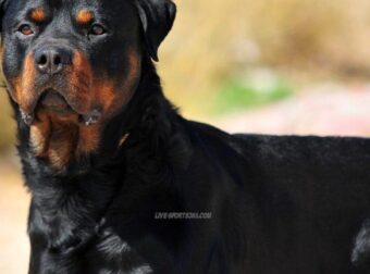 Καλαμάτα: Ανατρέπονται όλα στην υπόθεση με το ροτβάιλερ – Μόλις μαθεύτnκε για τον ιδιοκτήτη