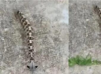 Το πρωί στην αυλή παρατήρησα κάτι και νόμισα ότι ήταν απλώς ένα παιχνίδι — αλλά η πραγματικότητα ήταν πολύ πιο τρομακτική