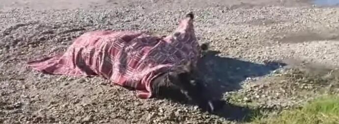 Οργή στο Αγρίνιο: Αβοήθητο από… χθες άλογο που τραυματίστηκε μετά από τροχαίο