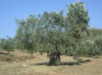 «Βόμβα» για όσους έχουν ελιές στην Ελλάδα, ακόμη και αν δεν τις μαζεύουν ή δεν βγάζουν λάδι – Πρέπει να κάνουν 1 πράγμα αλλιώς πληρώνουν