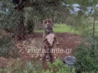 Αυτός είναι ο σκύλος που κατασπάραξε τον 2χρονο σήμερα στη Ζάκυνθο – Μαθεύτηκε όλη η αλήθεια – Ξέσπασε ο πατέρας