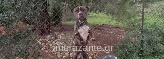 Ζάκυνθος: Σοκάρει ο πατέρας του 2χρονου που το έ@@@@ πιτμπουλ – Η τελευταία κίνηση του μικρού, πριν ξεψυχήσει – “Με κοίταξε και