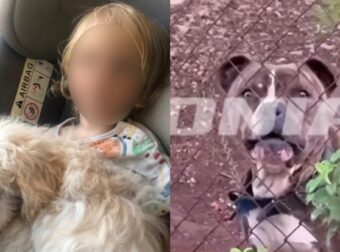 ΣΟΚ: ΜΟΛΙΣ ΜΑΘΕΥΤΗΚΕ ΓΙΑ ΤΟΝ 2ΧΡΟΝΟ ΛΙΟ ΠΟΥ ΤΟ ΚΑΤΑΣΠΑΡΑΞΕ ΤΟ ΠΙΤΜΠΟΥΛ ΣΤΗ ΖΑΚΥΝΘΟ – ΣΤΟ ΣΠΙΤΙ ΠΟΥ ΖΟΥΣΕ ΜΕ ΤΗΝ ΟΙΚΟΓΕΝΕΙΑ ΤΟΥ ΒΡΗΚΑΝ…