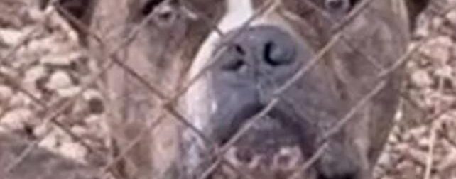 ΜΟΛΙΣ ΜΑΘΕΥΤΗΚΕ: ΓΙ ΑΥΤΟ ΤΟ ΠΙΤΜΠΟΥΛ ΕΠΙΤΕΘΗΚΕ ΣΤΟΝ 2ΧΡΟΝΟ