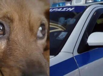 Φρίκη στη Θεσσαλονίκη: 90χρονος ακινητοποίησε σκύλο με…