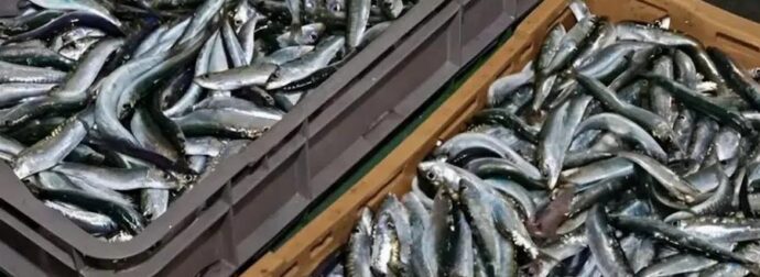 Το πιο υγιεινό ψάρι που όλοι πρέπει να τρώμε τουλάχιστον 2 φορές τη βδομάδα