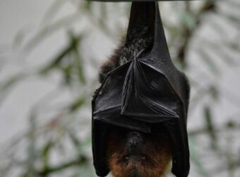 Συναγερμός για φονικό ιό – Χωρίς εμβόλιο, με υψηλή θνητότητα και καραντίνα