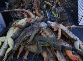 Δεν πιστεύουν στα μάτια τους οι κάτοικοι πασίγνωστης πόλης – Βρέχει…ερπετά και σαύρες – Έχουν γεμίσει οι αυλές και οι δρόμοι