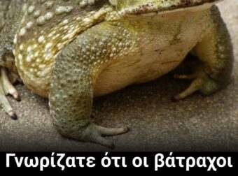 Γιατί εμφανίζεται ένας φρύνος στο σπίτι σας και τι μπορεί να σημαίνει η παρουσία του;