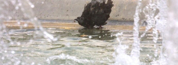 ΕΚΤΑΚΤΟ: ΜΑΘΕΥΤΗΚΕ ΓΙΑ ΤΗΝ ΜΙΚΡΟΥΛΑ ΠΟΥ ΕΠΕΣΕ ΣΤΟ ΣΥΝΤΡΙΒΑΝΙ – ΒΡΗΚΑΝ ΣΤΟΝ ΕΓΚΕΦΑΛΟ ΤΗΣ…