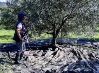 «BOMBA» για όσους έχουν ελιές στην Ελλάδα, ακόμη κι αν δεν τις μαζεύουν ή δεν βγάζουν λάδι – Πρέπει να κάνουν 1 πράγμα, αλλιώς πλnpώvouv