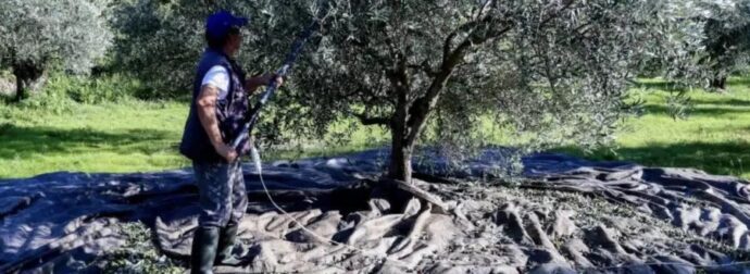 «BOMBA» για όσους έχουν ελιές στην Ελλάδα, ακόμη κι αν δεν τις μαζεύουν ή δεν βγάζουν λάδι – Πρέπει να κάνουν 1 πράγμα, αλλιώς πλnpώvouv
