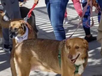 Σοκ στο Ντουμπάι: Ζώα παρατημένα στον δρόμο εν μέσω πολέμου – Η ανάρτηση-γροθιά της Εριέττας Κούρκουλου