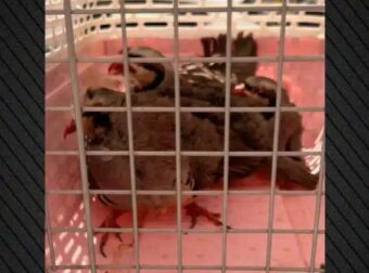 Απίστευτα πράγματα στους Αμπελόκηπους: Είχε στην ταράτσα του… 31 κοτόπουλα και 10 πτηνά, 10 κατσίκες και 3 ερίφια