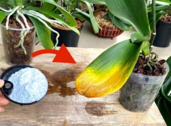 10 από τα καλύτερα κόλπα κηπουρικής που οι περισσότεροι δεν γνωρίζουν