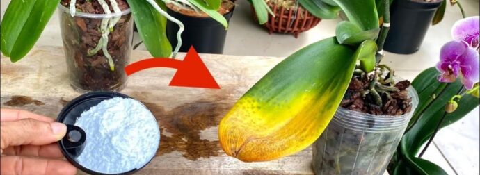 10 από τα καλύτερα κόλπα κηπουρικής που οι περισσότεροι δεν γνωρίζουν