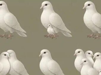 Ο αριθμός των περιστεριών που βλέπεις αποκαλύπτει ποιος περπατά δίπλα σου