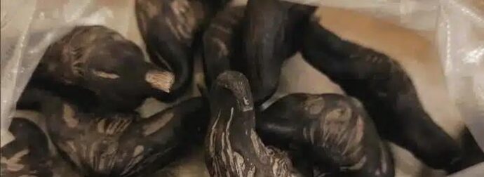 Ο γείτονας μου έδωσε μια σακούλα από αυτά. ξέρει κανείς τι είναι